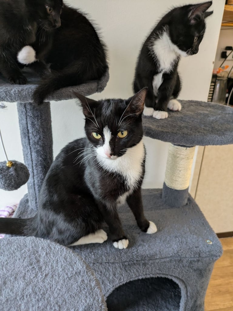 Gorgeous Female Kittens Ready for Loving Homes 🐾