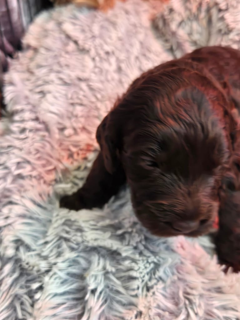 Gorgeous F1 Cockapoo Puppies