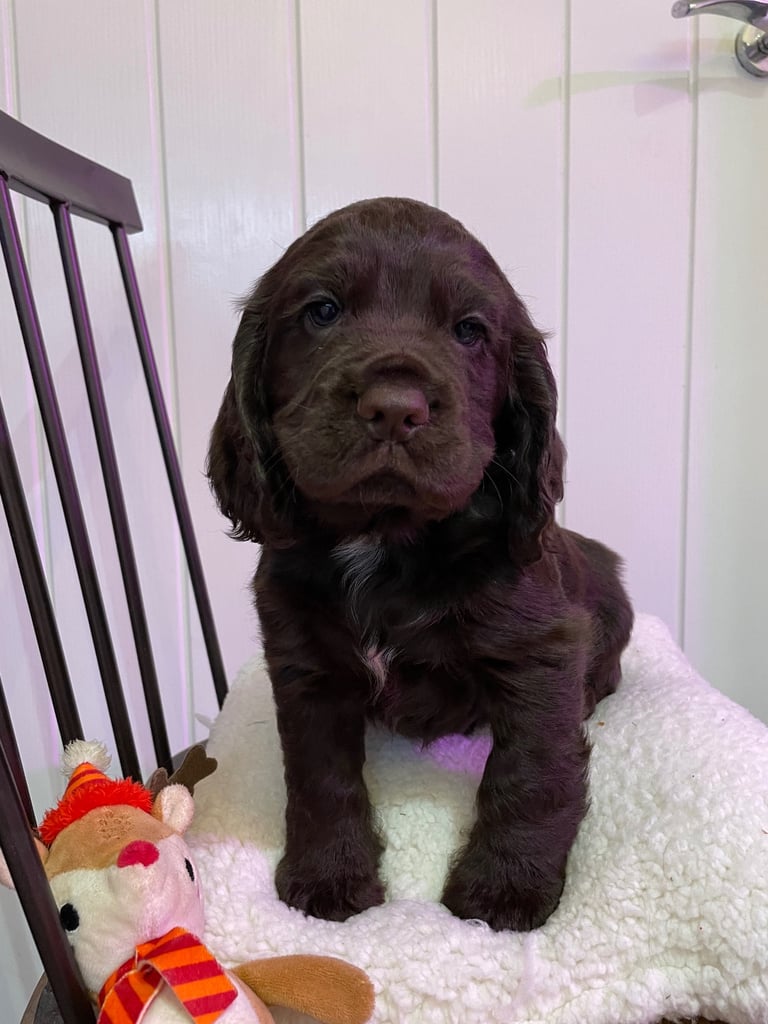 image for Stunning Cocker spaniel pedigree