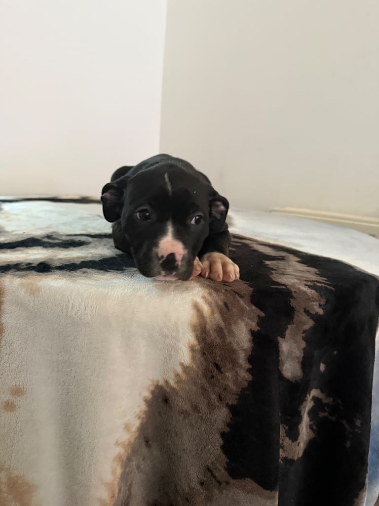Puppies for sale old tyme bulldog 