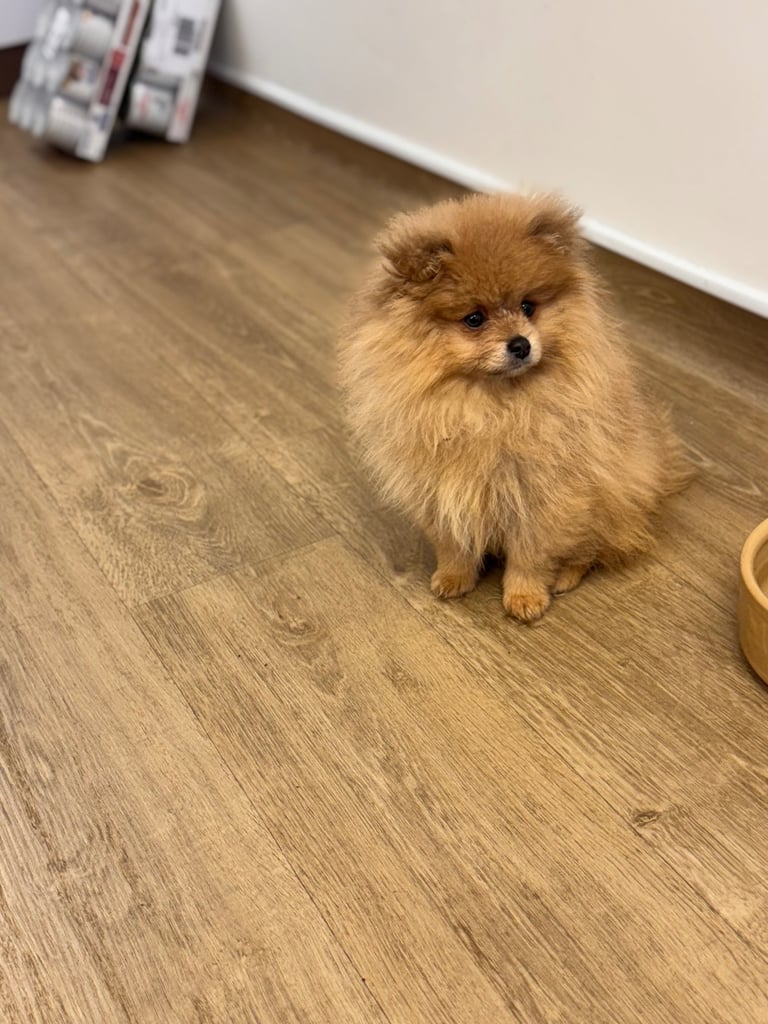 Small teddy Pomeranian puppy boy (brown) 