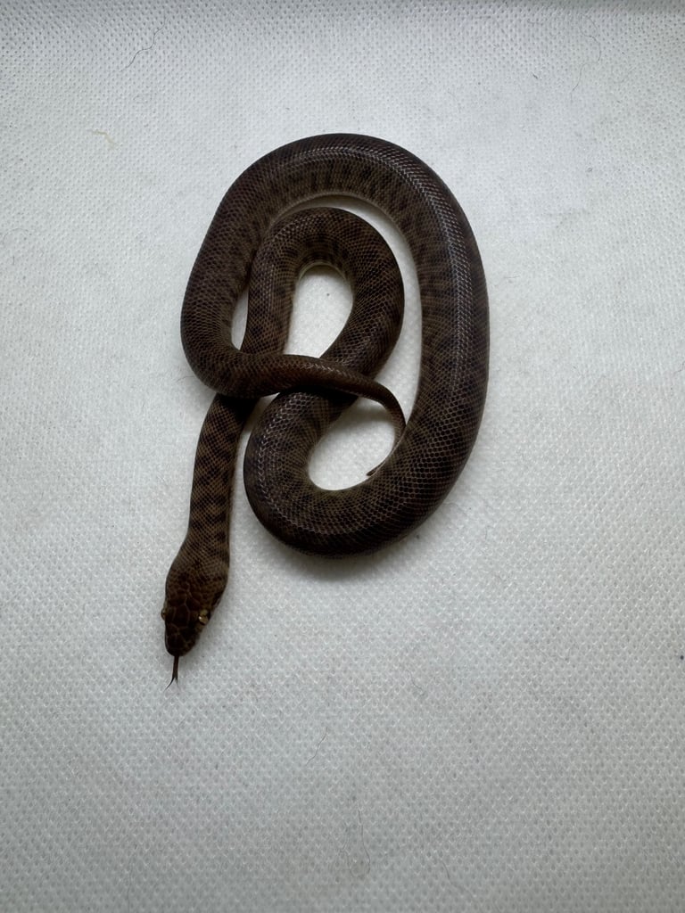 Children’s pythons 