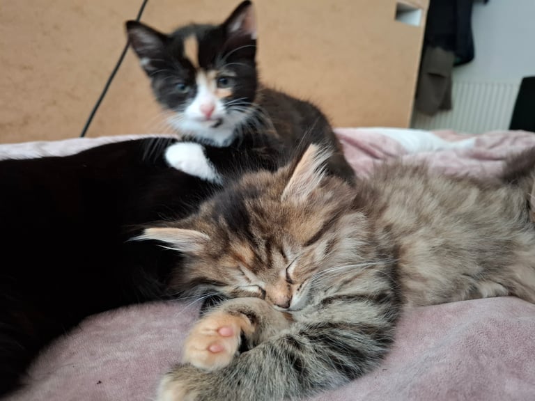 4 very fluffy kittens 8 weeks and Salem 4 months