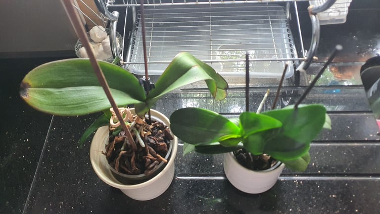 image for For sale orchids