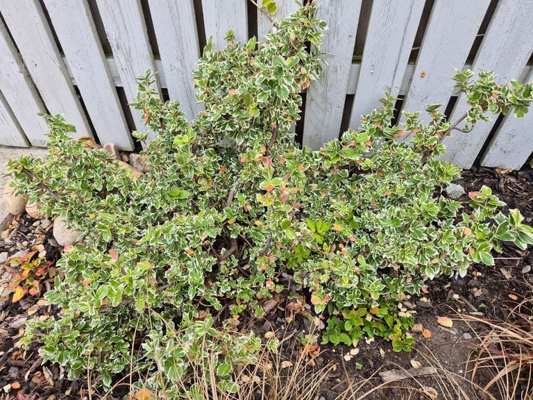 image for Garden plant - Euonymus shrub