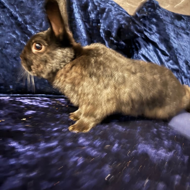 Mini lop bun, Nederland rabbit & rex holand hop
