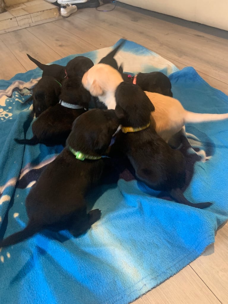Labrador puppies 