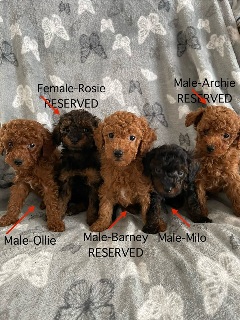 Toy dog | Dogs & Puppies for Sale - Gumtree