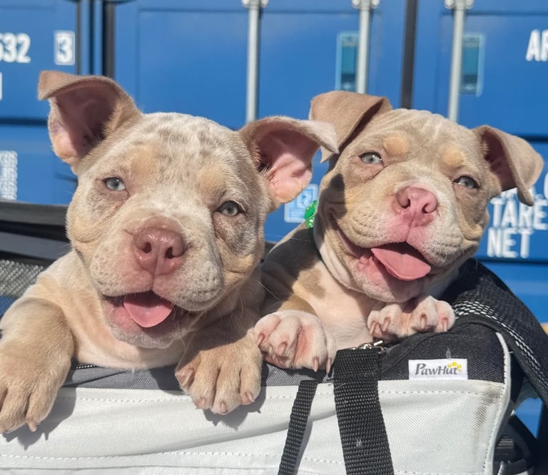LAST FEMALE MERLE POCKET BULLY AVAILABLE‼️‼️