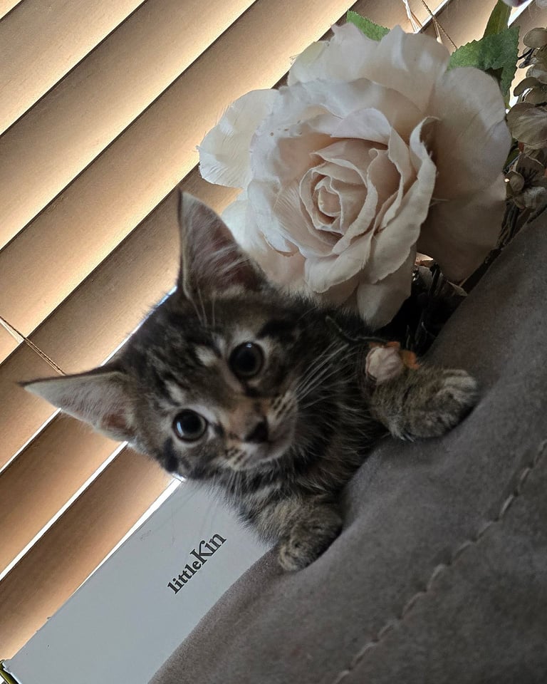 4 Fluffy kittens for sale