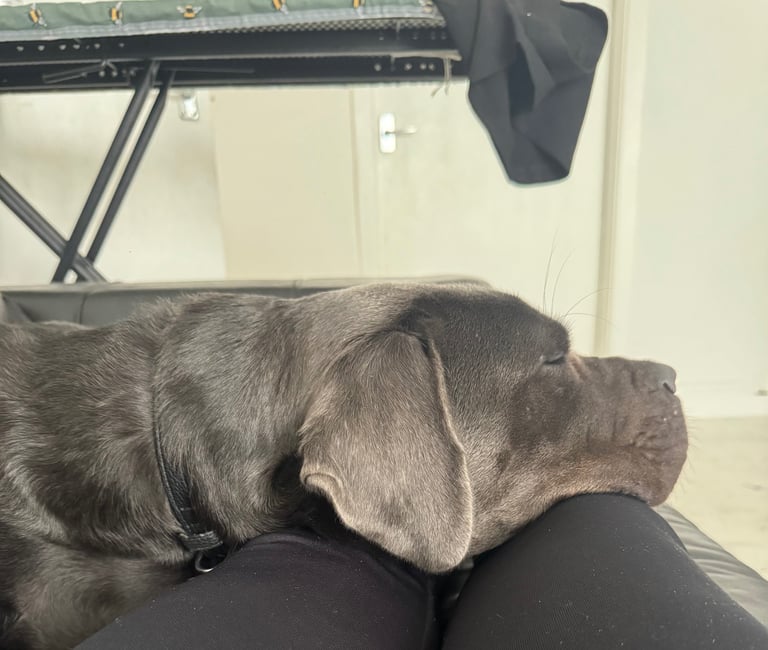 9 month of Cane Corso