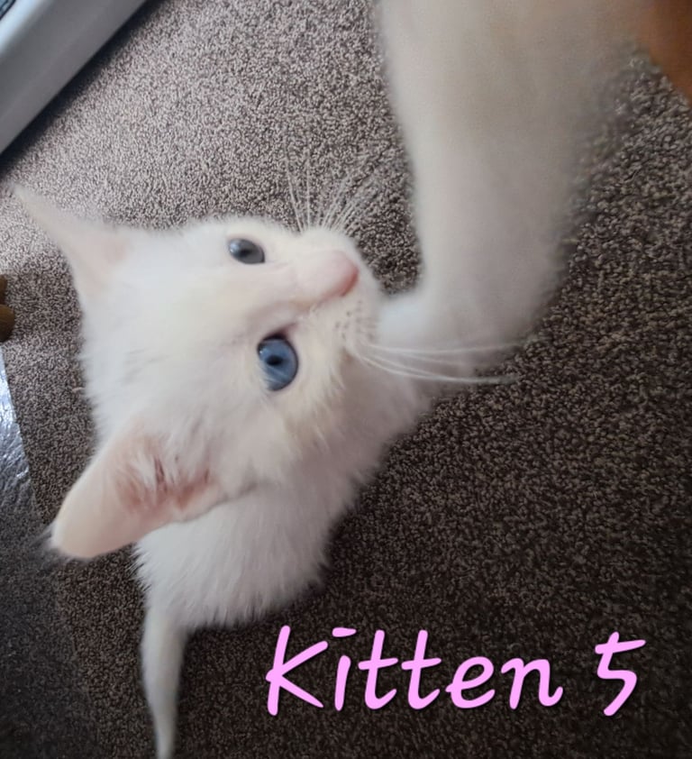 4 Stunning kittens for sale