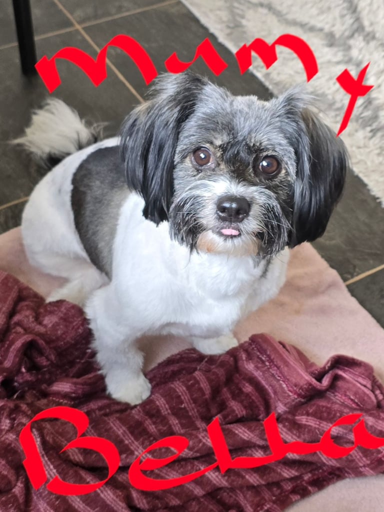 Shih Tzu x Chorkie 