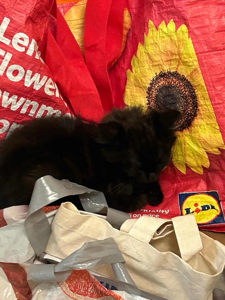 Fluffy long haired Black kitten