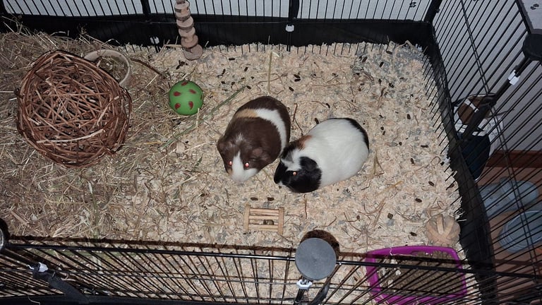 2 Guniea pigs and enclosure