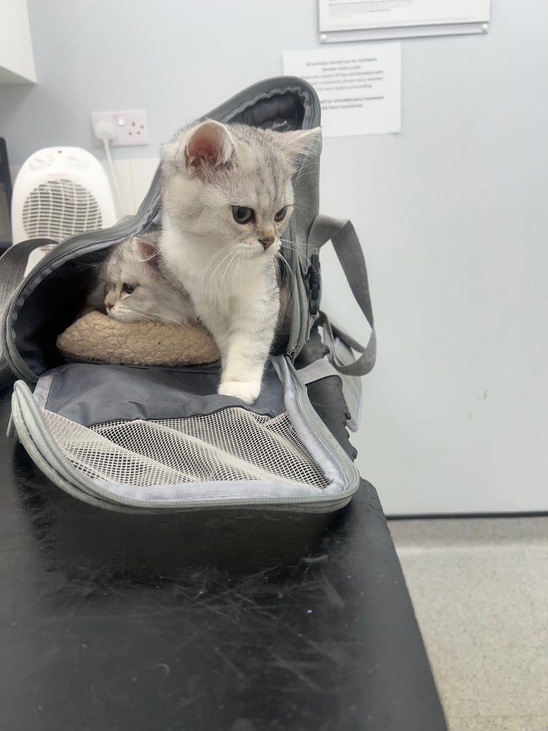 Two beautiful British shorthair kittens for sale 