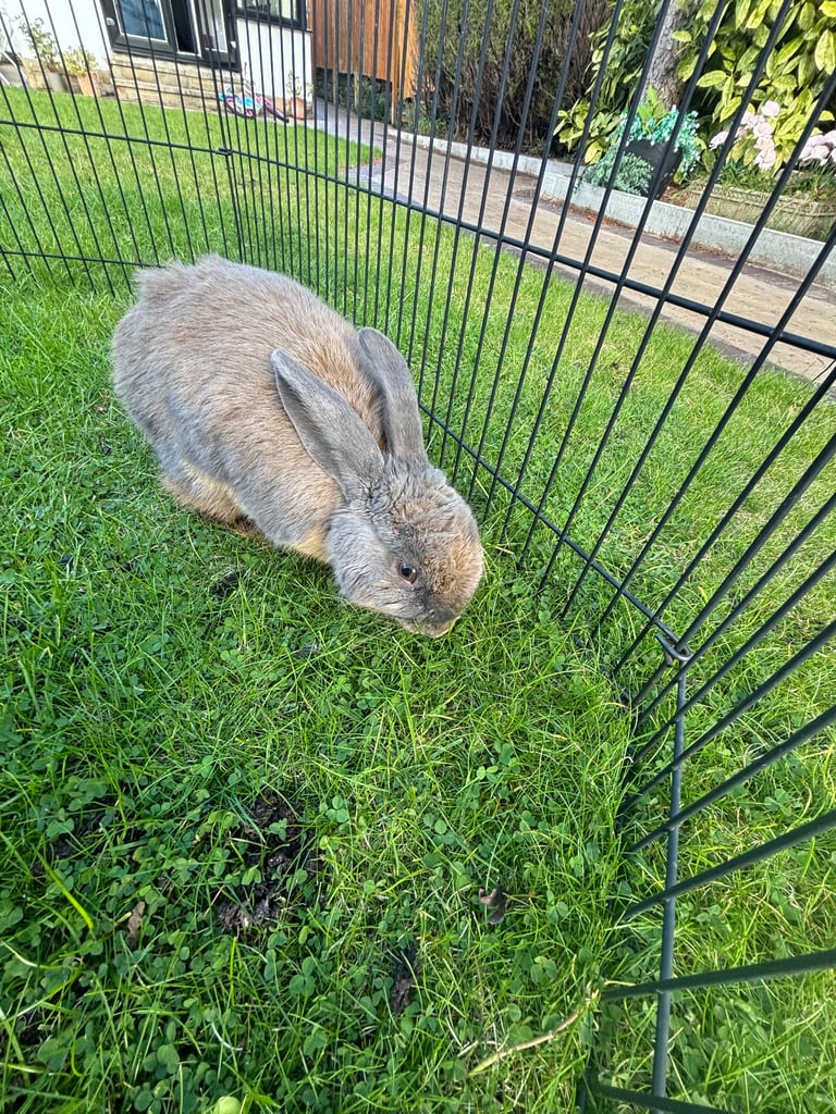 Female rabbit 
