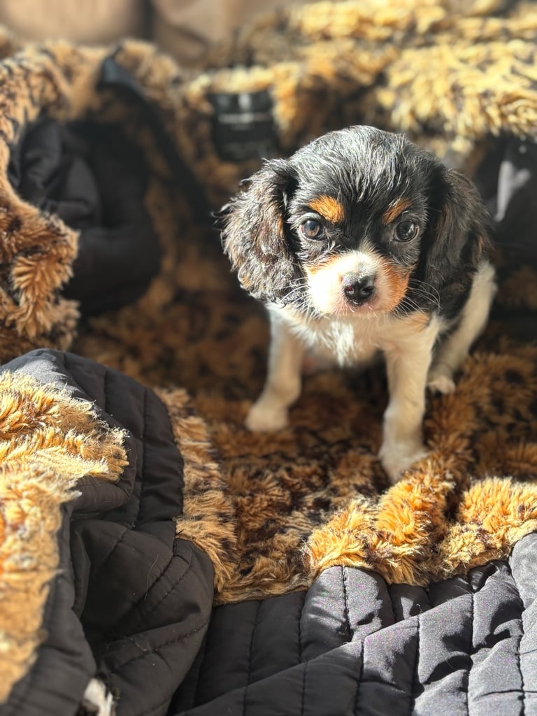 Cavalier King Charles 