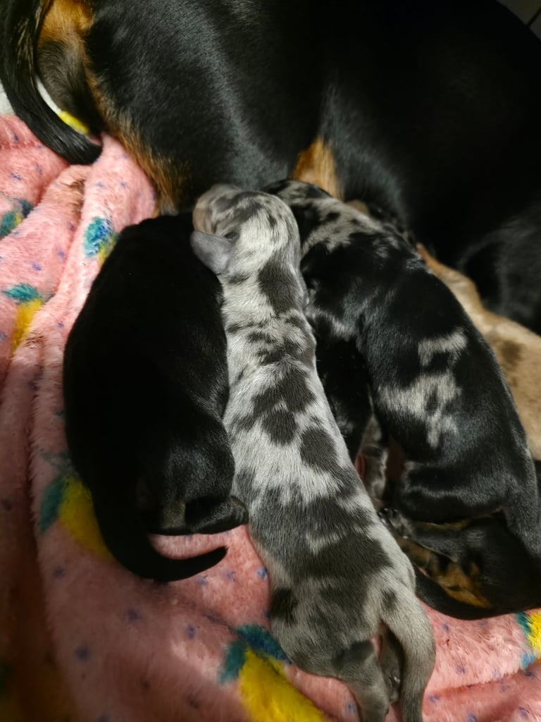 Miniature dachshunds 