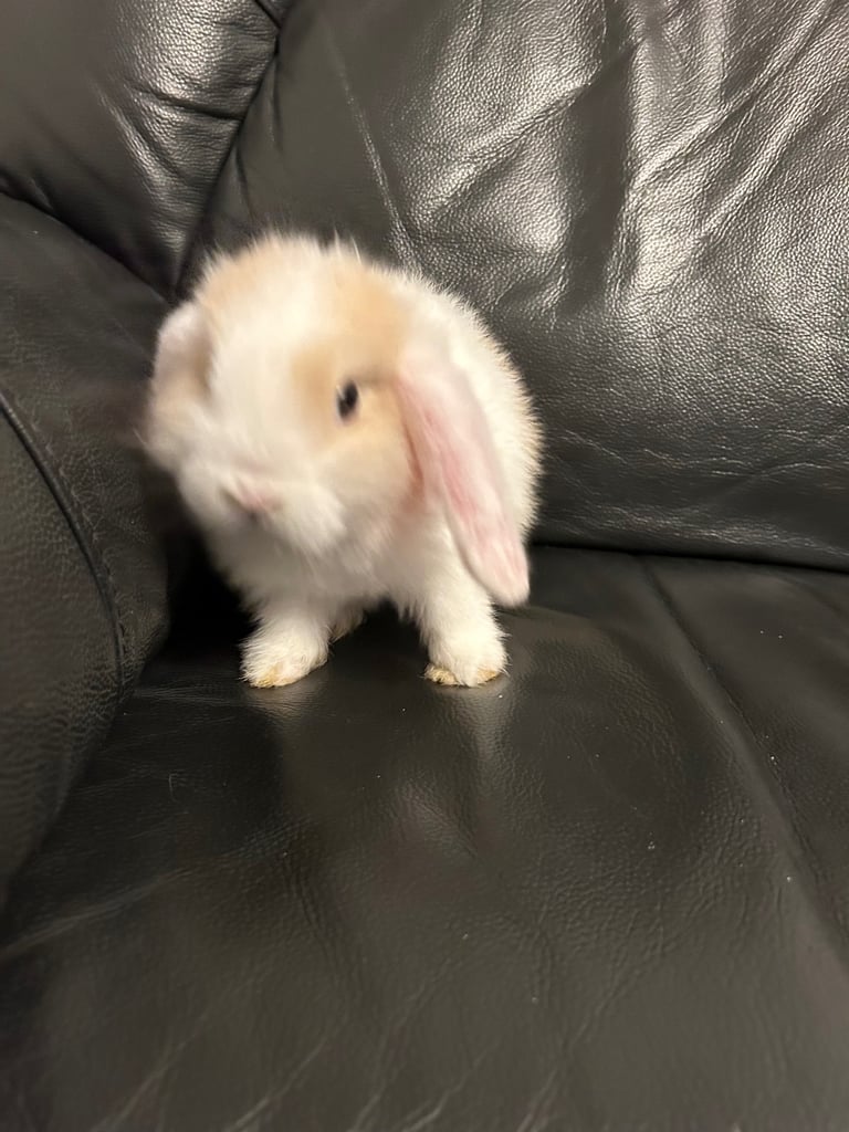 Baby mini lop (ready now)