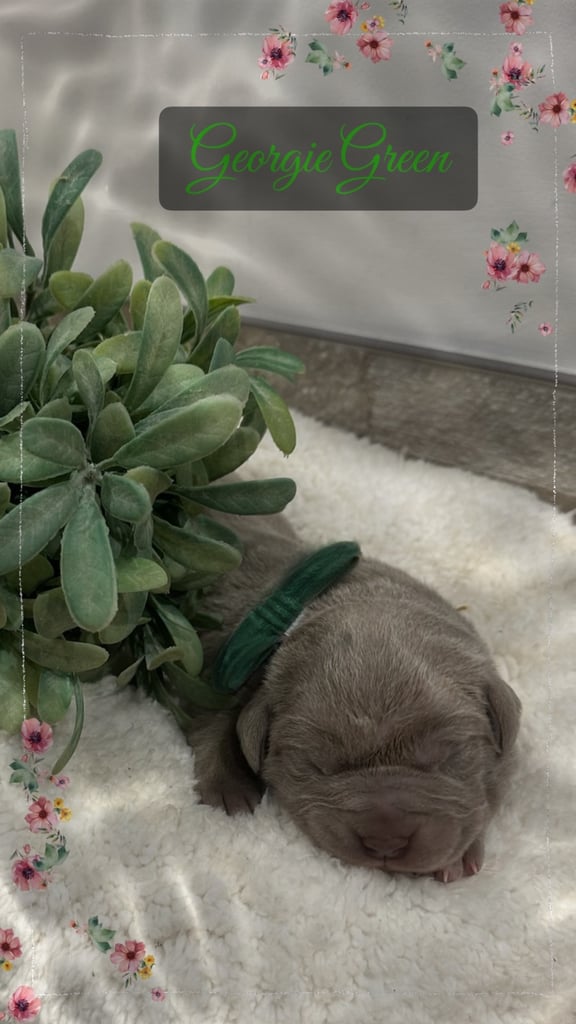 Neapolitan Mastiff X Cane Corso