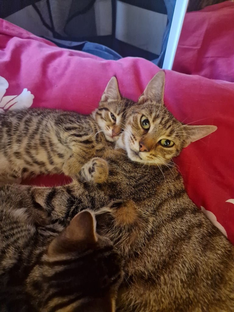 3 beautiful female kittens up for sale