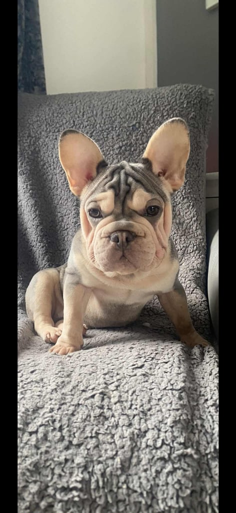 image for Blue and tan visual EA Siberian husky velvet French bulldog