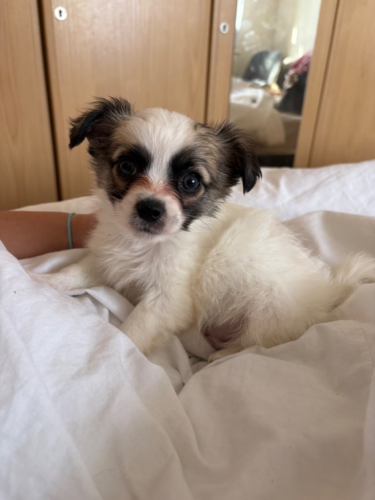 image for Puppies chihuahua mix jack russel 9 weeks