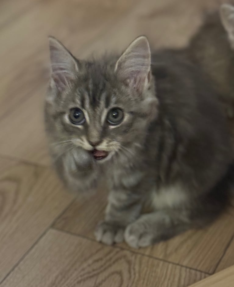 ❤️  Lovely Kittens ❤️