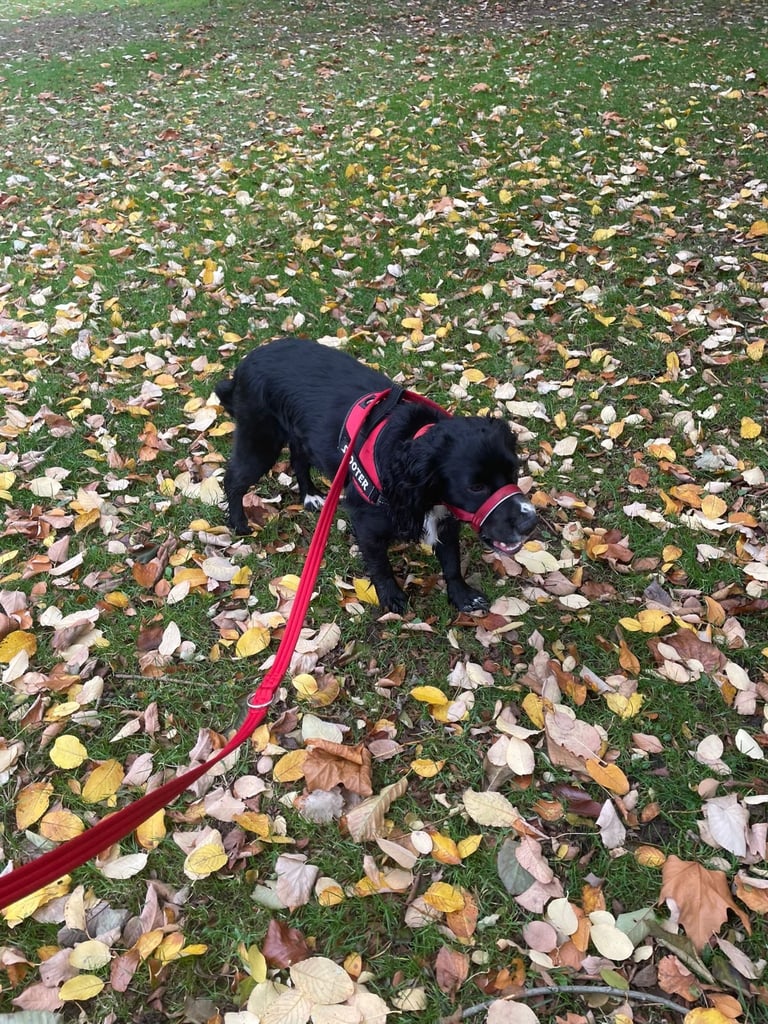 Cocker Spaniel - show. 