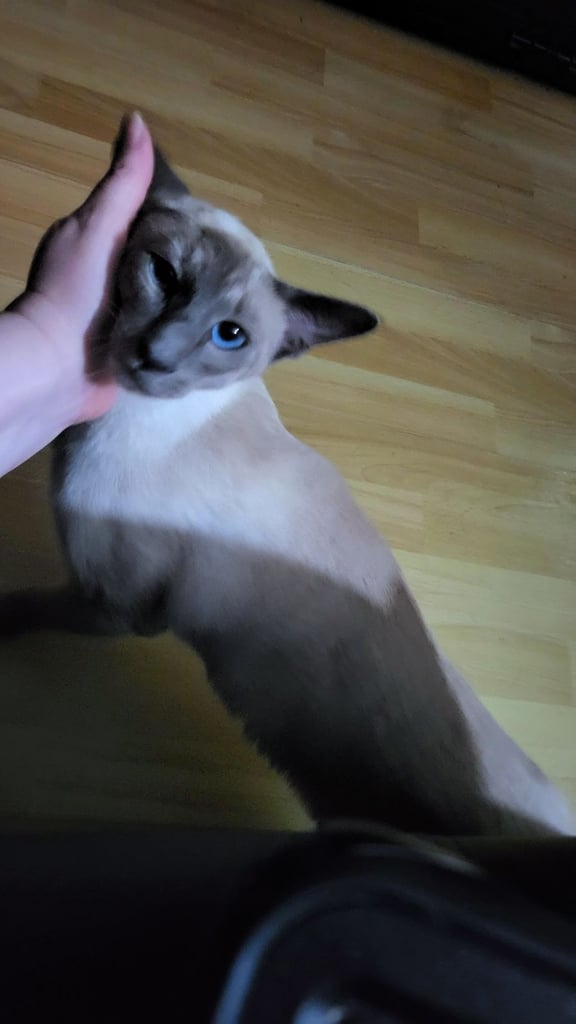 🐾 Adorable Kittens Ready for Their Forever Homes 🐾