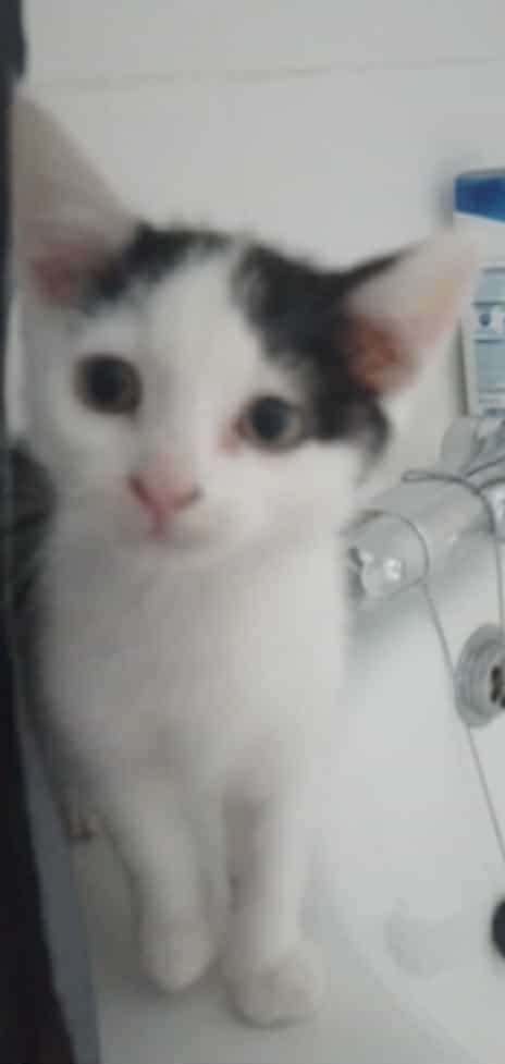 X1 male kittens left. £100 each.