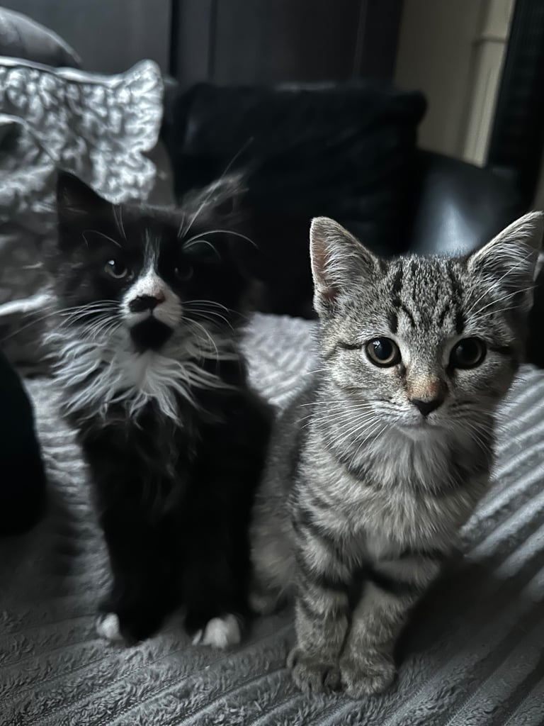2 Adorable Kittens Ready for Loving Homes