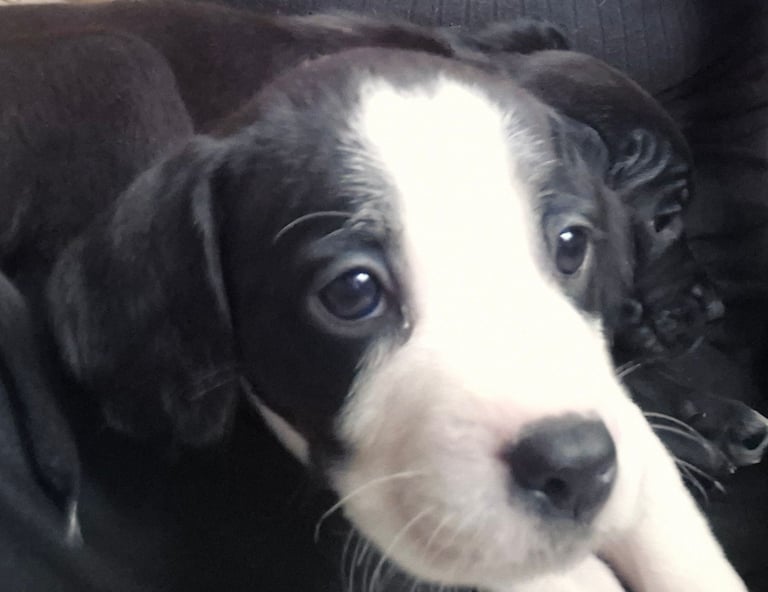 X3 puppies left