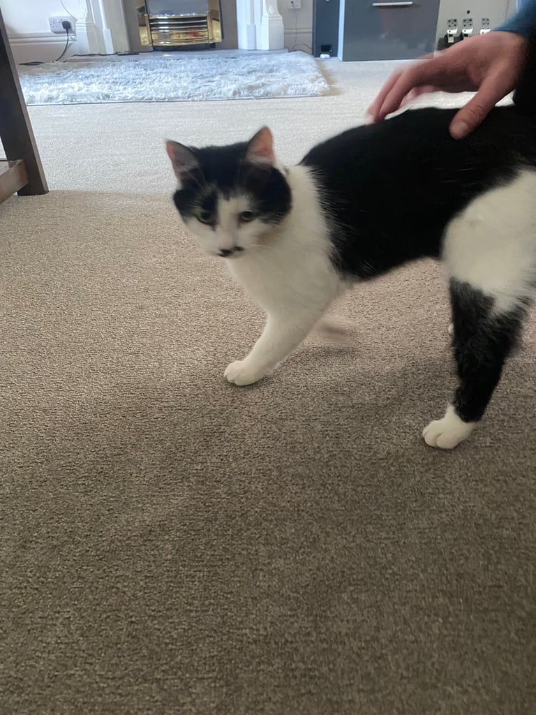 Black and white male cat 