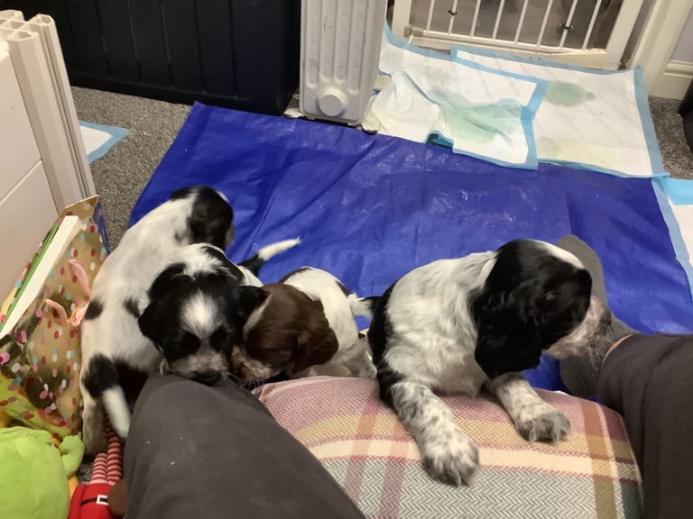 Sprocker spaniel pups