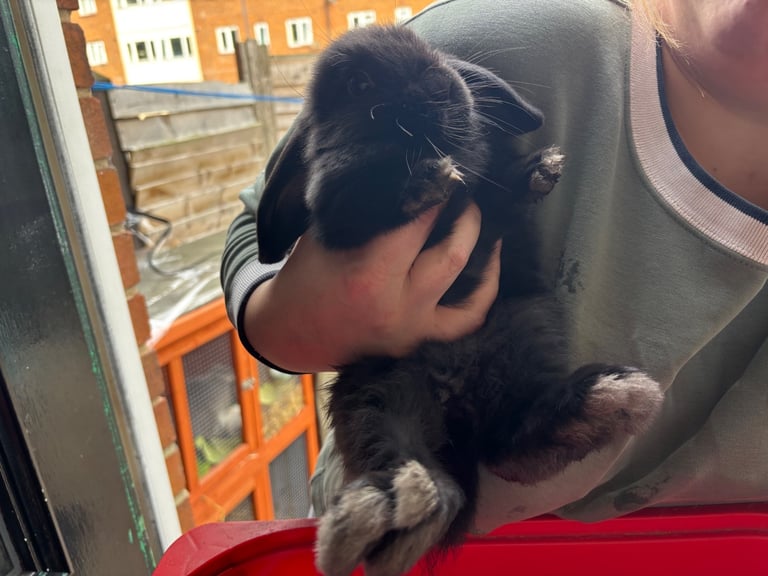 Mini-lop, French lop, lionhead