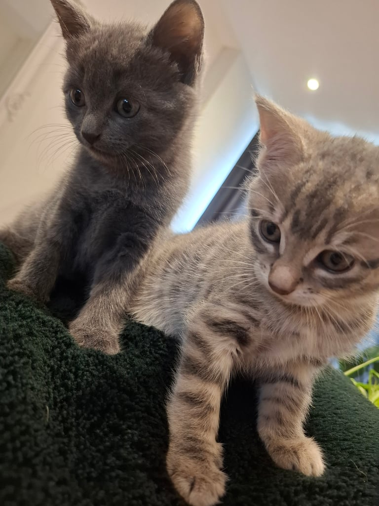 Grey kitten ready now 