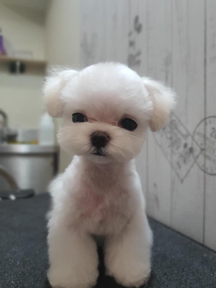 Gorgeous Tiny Maltese Puppies