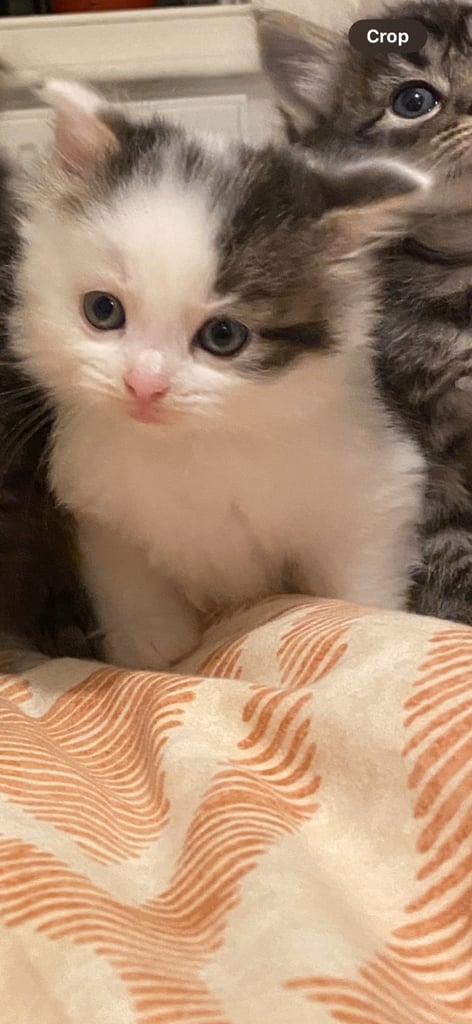 kittens 