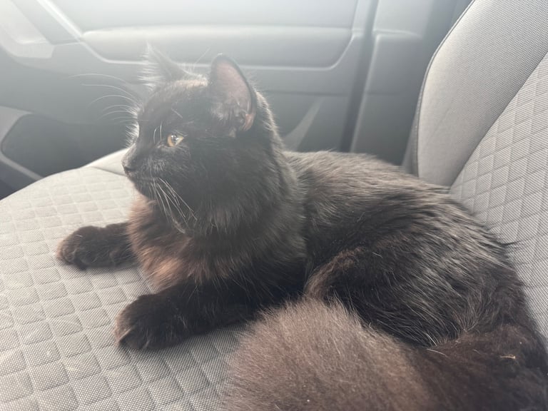 Affectionate, black Siberian-mix  11 months kitten