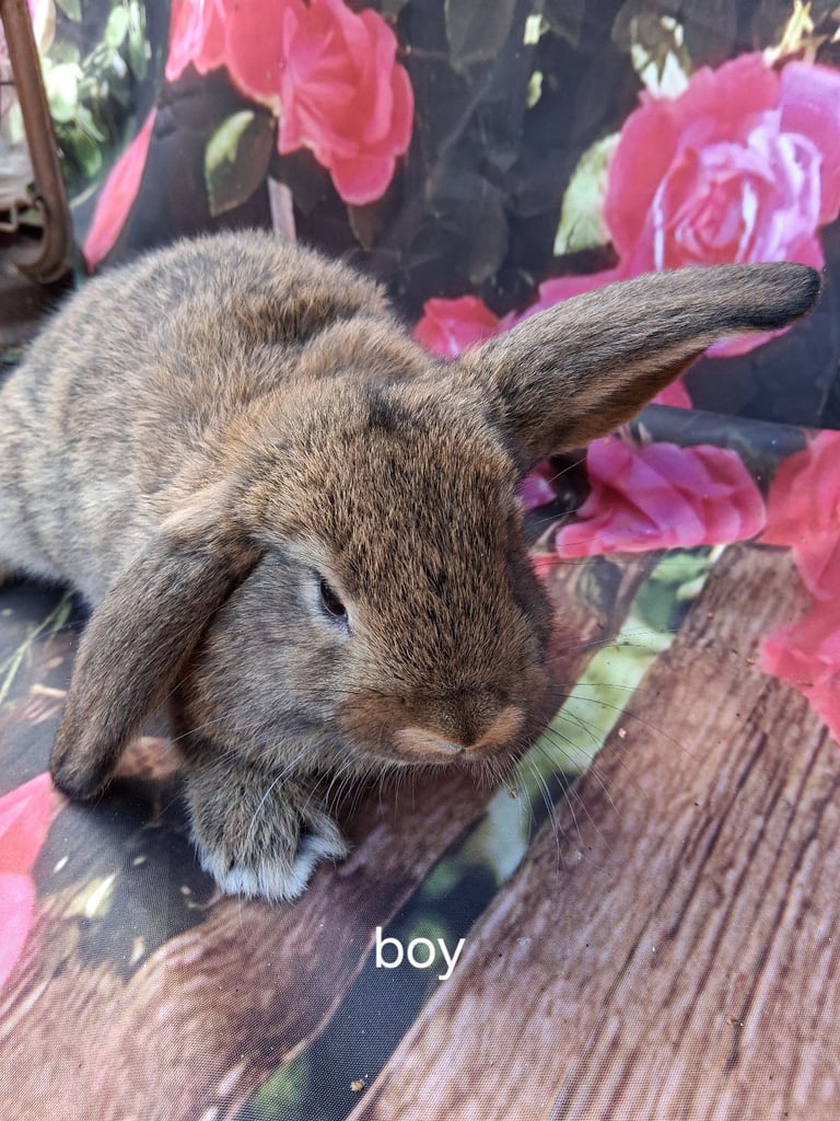 Dwarf lop baby rabbits