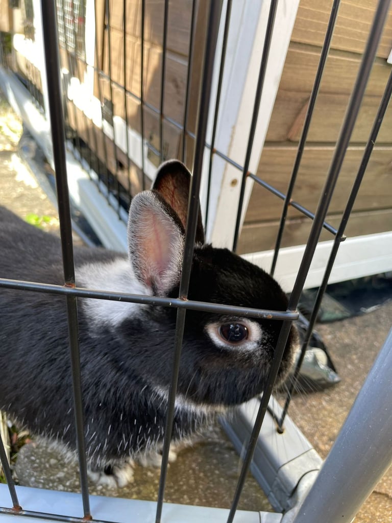 Netherland Dwarf Rabbit, including cage 