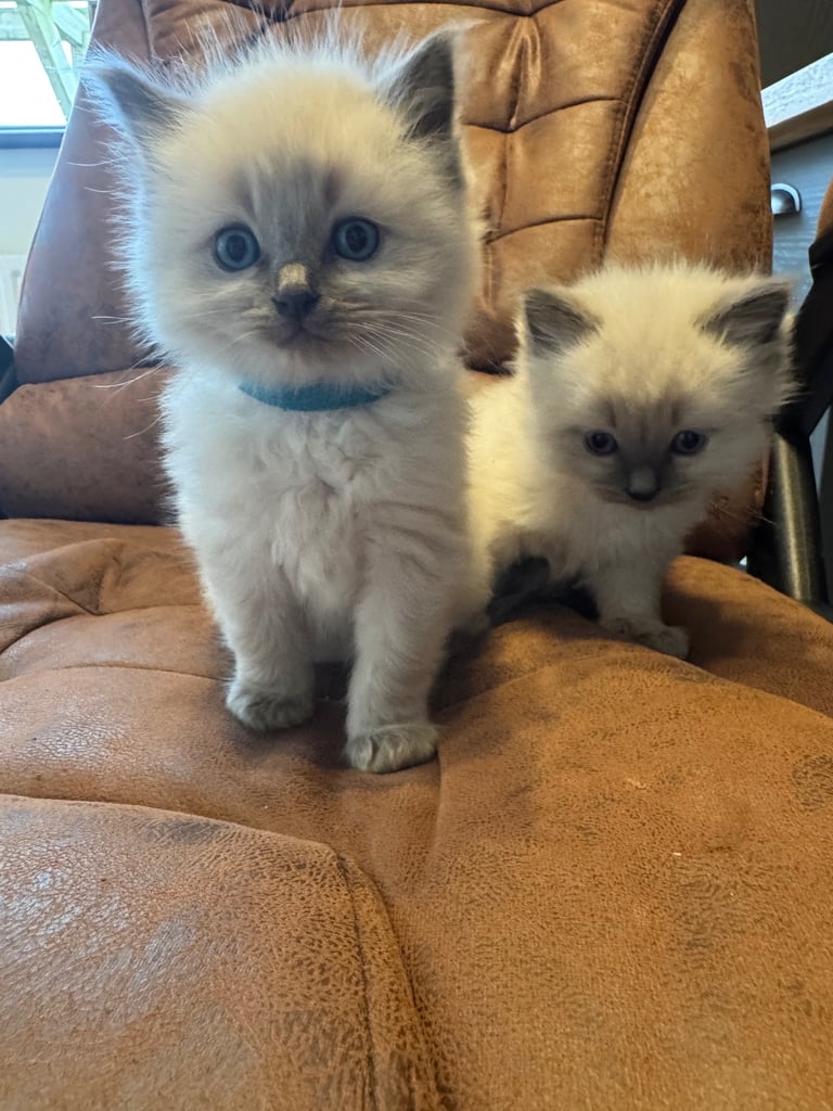 Ragdoll kittens Purebred 