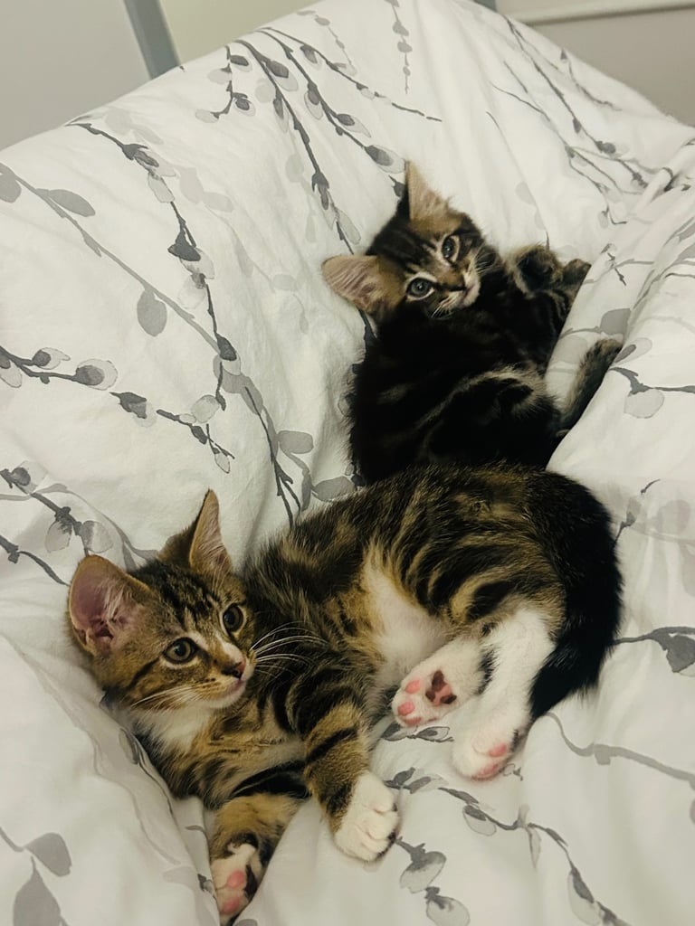 2 tabby little brother kittens must stay together ❤️