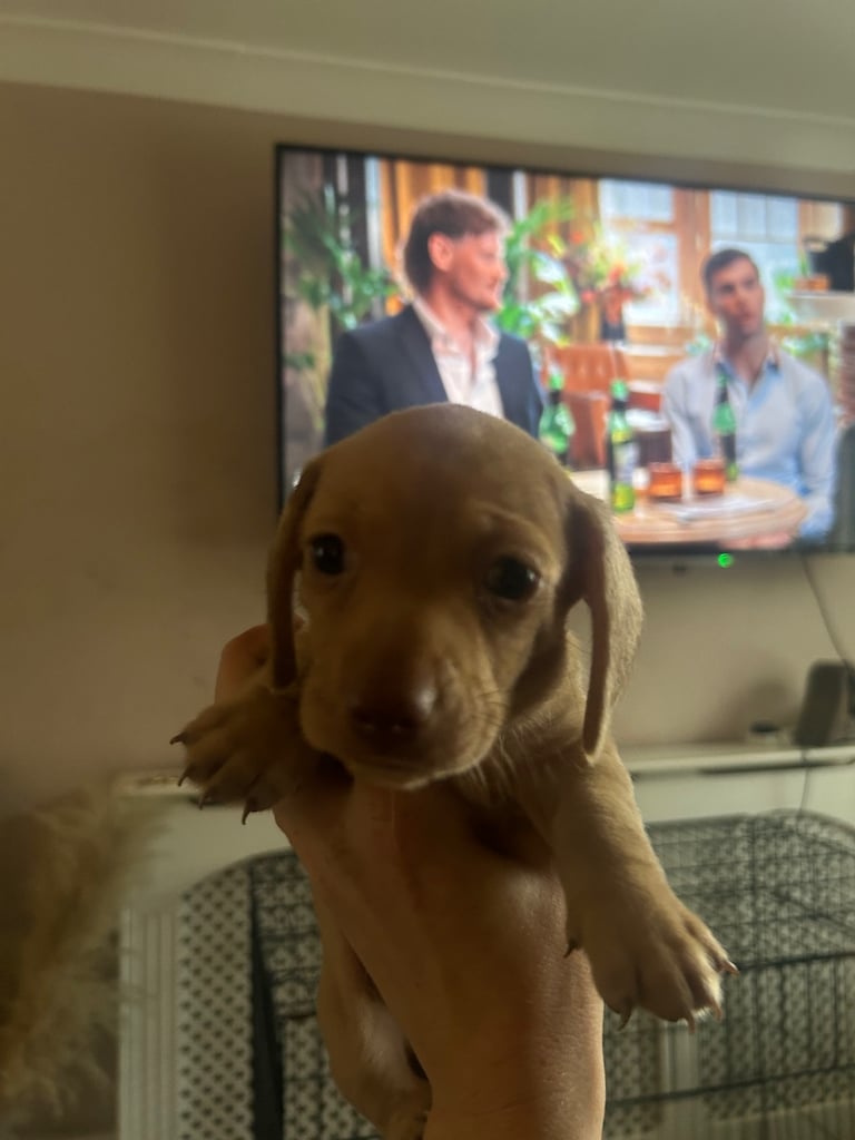 Miniature dachshund puppies 