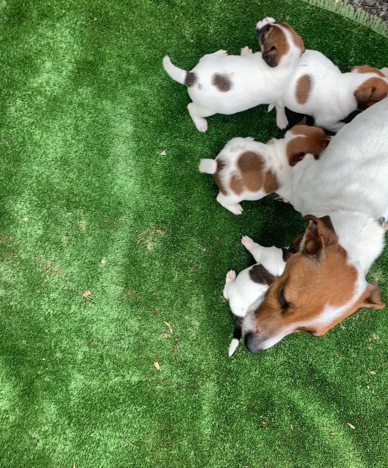Beautiful Jack Russell puppies! REDUCED