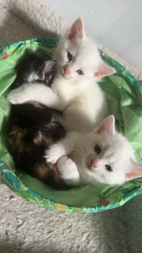 Stunning kittens 