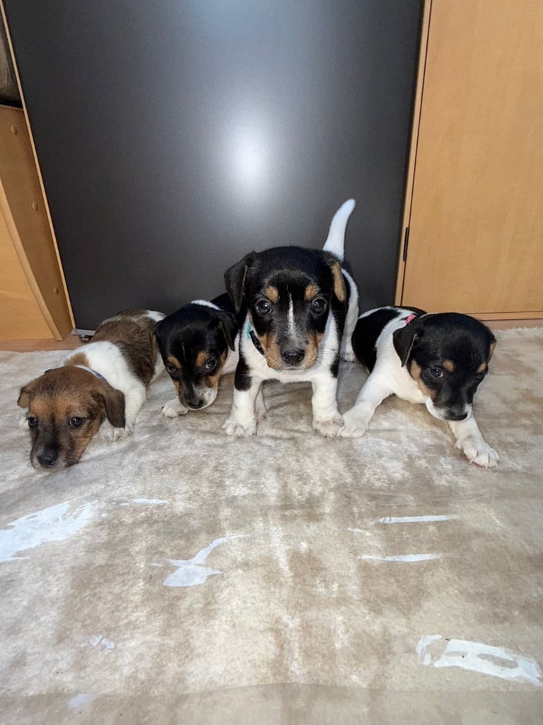 image for jack russel puppies 
