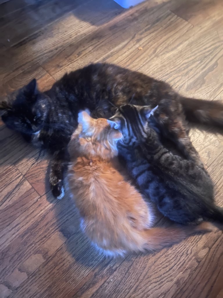 A beautiful boy kitten ready for a new home!